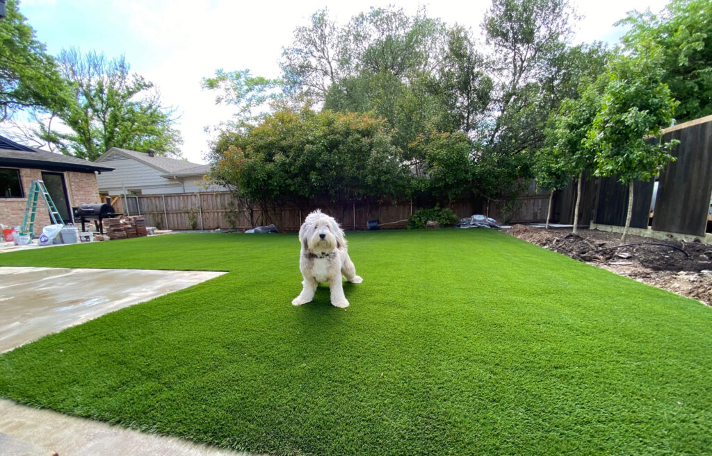 dog relaxing on artificial turf