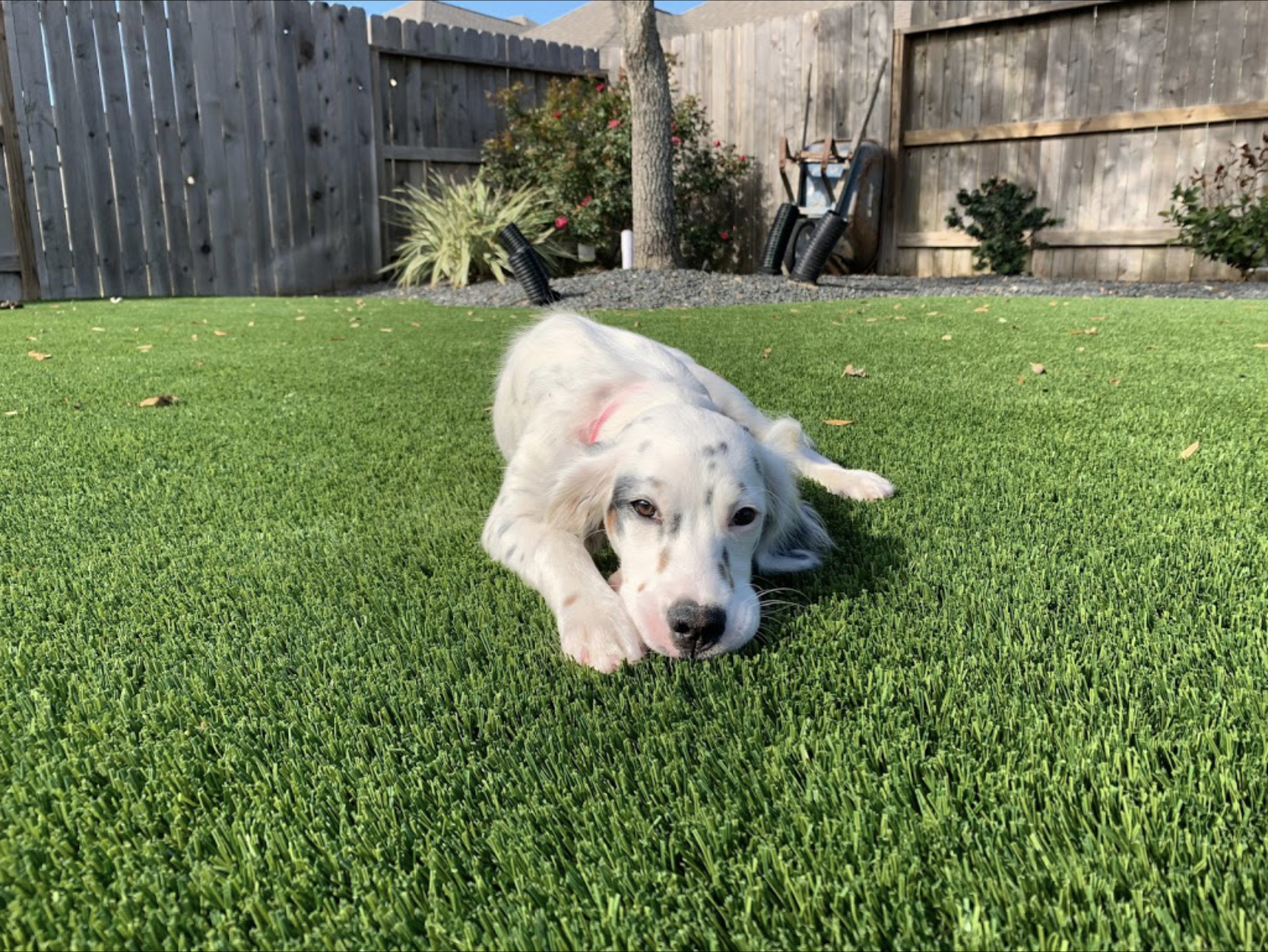 Dog laying on artificial grass lawn installed by SYNLawn