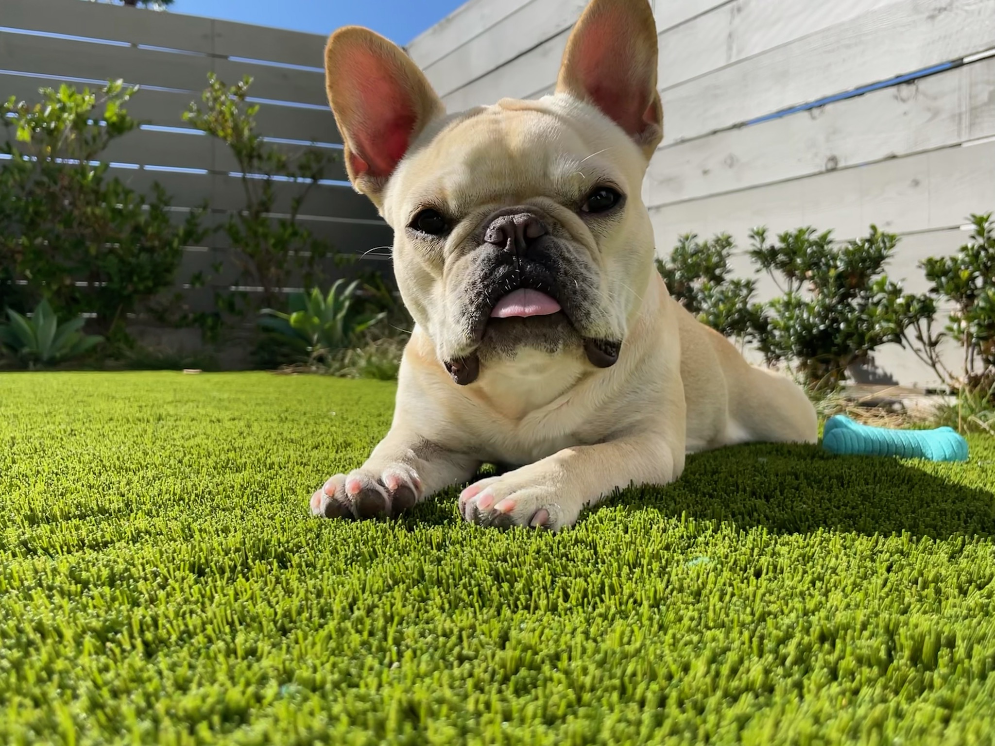 dog resting on artificial grass lawn