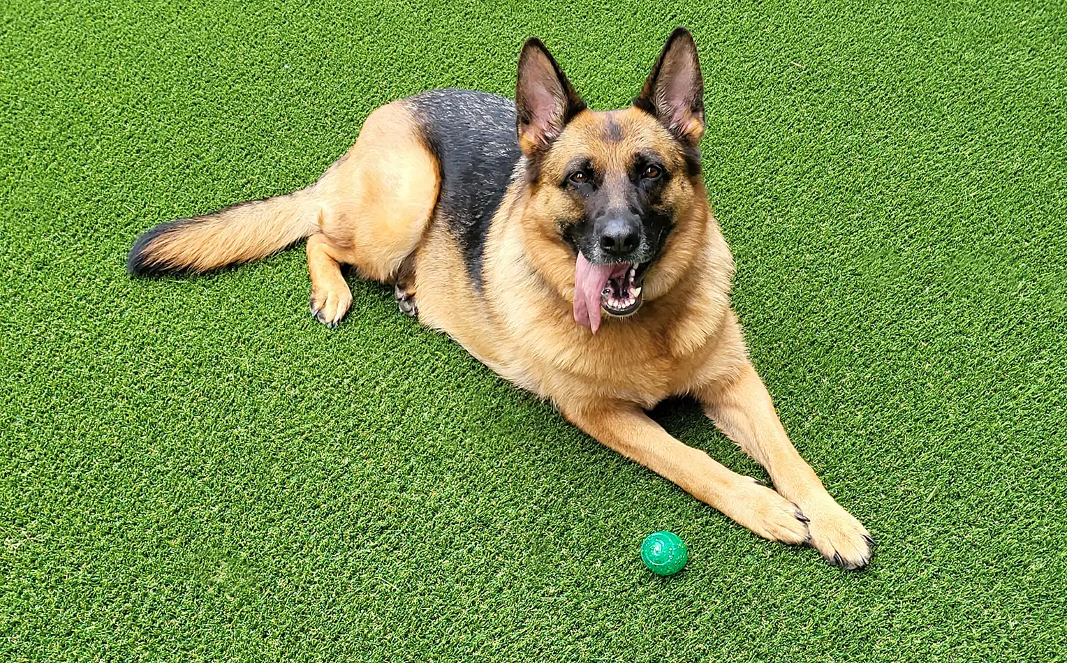 Dog relaxing on artificial grass