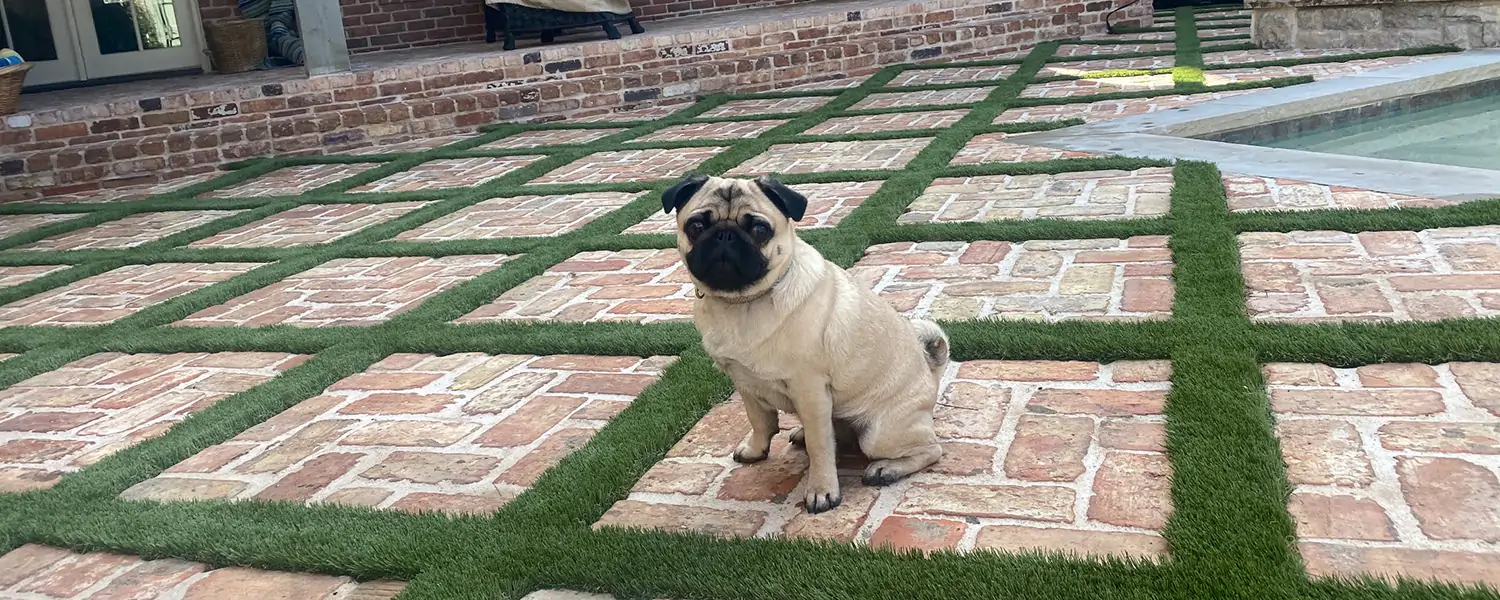 Pug sitting in artificial grass backyard pool area