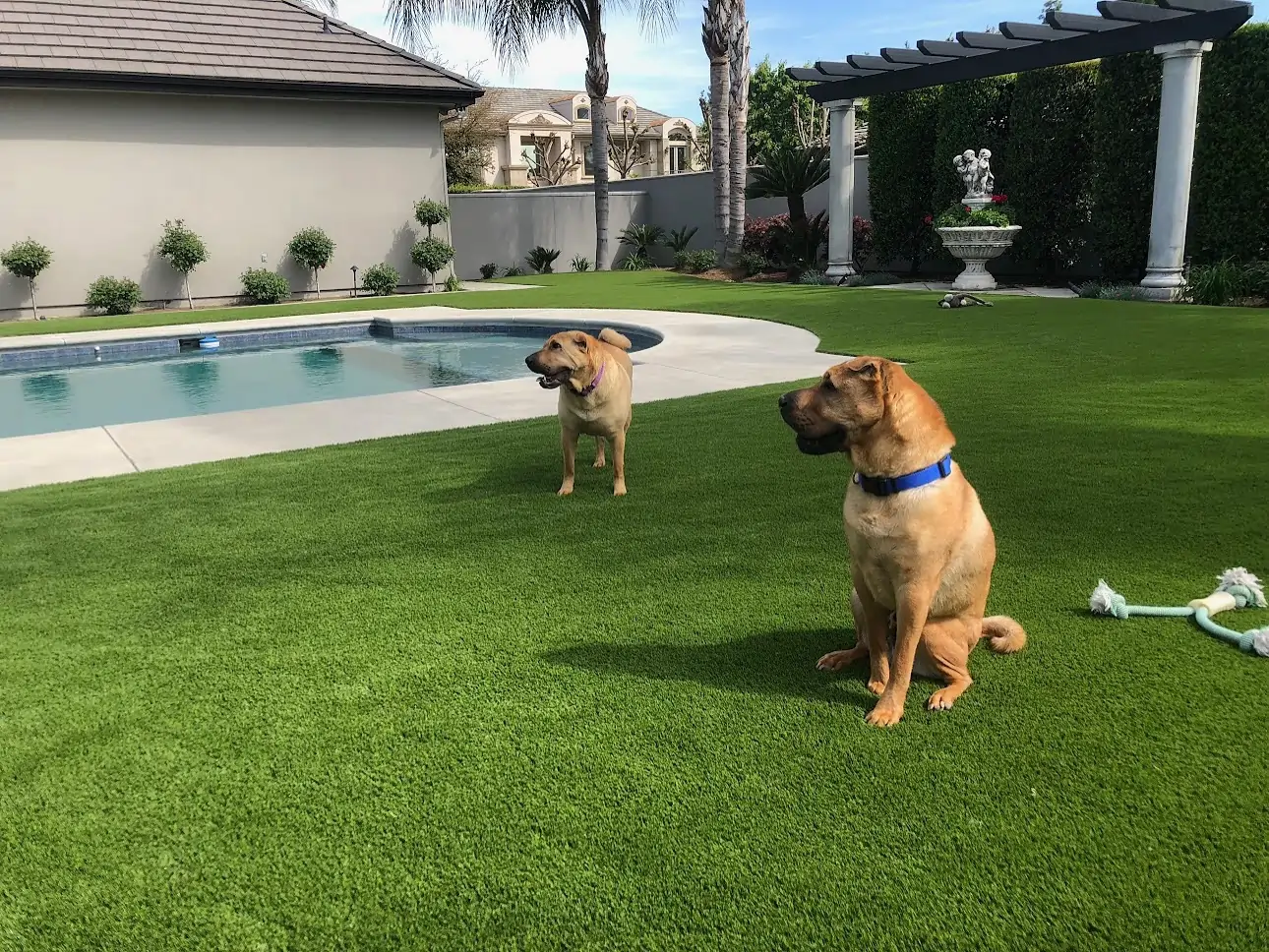 dogs by pool on synlawn san diego pet turf