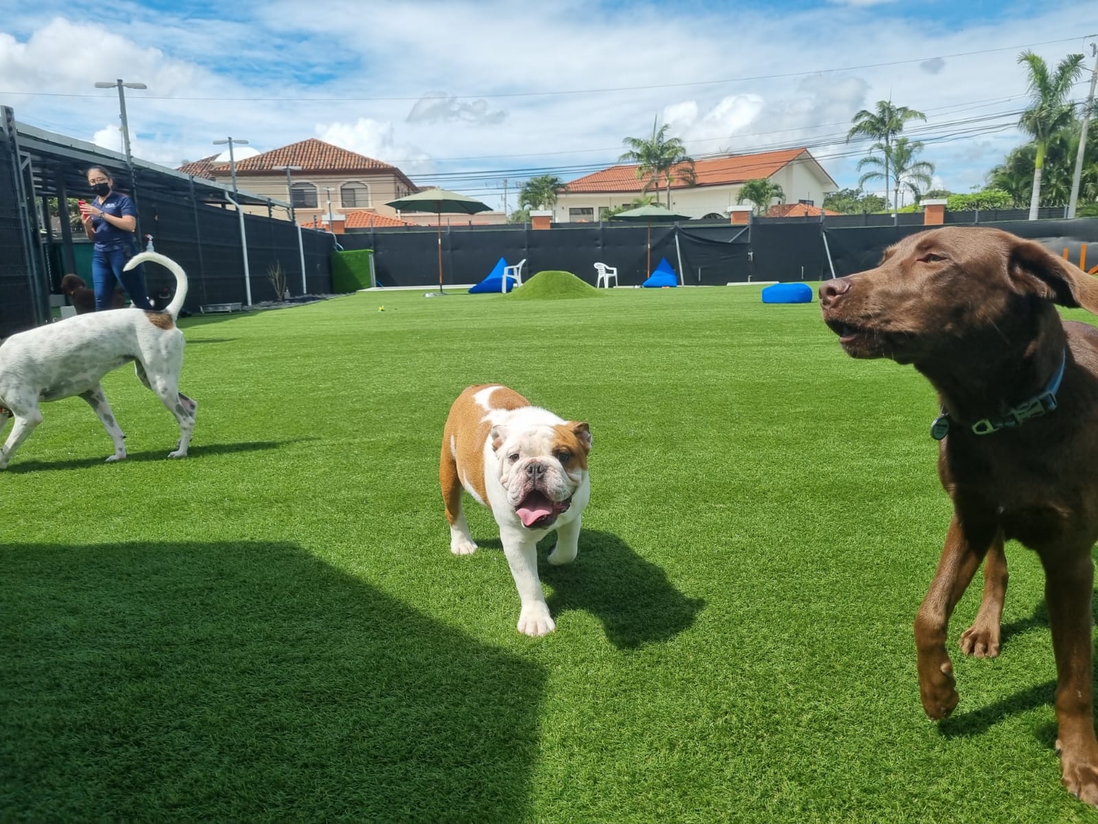 Dog Park SYNLawn Pet Turf Dog Park SYNLawn San Diego Pet Turf